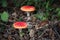 Selective focus shot of two Amanita Muscaria mushrooms in Thornecombe Woods, Dorchester, Dorset, UK