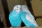 Selective focus shot of two blue parakeets kissing