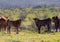 Selective focus shot of two calves in a meadow