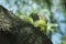 Selective focus shot of two cute green parrots kissing each other while sitting on a wooden log