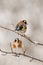 Selective focus shot of two European goldfinches (Carduelis carduelis) perched on a tree