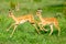 Selective focus shot of two gazelles running around on a grass-covered field