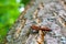 Selective focus shot of two red ladybugs on a wooden trunk