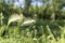 Selective focus shot of two spikes in the field - perfect for wallpaper