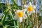 Selective focus shot of two white daffodils growing among grass branches