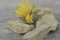 Selective focus shot of an unbloomed dandelion flower on the small stones