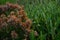 Selective focus shot of unblown lilac flowers and green leaves in a field