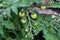 Selective focus shot of underripe green tomatoes on a bush in a garden