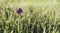 Selective focus shot of a unique purple flower in a green field on a bright, sunny day