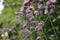 Selective focus shot of Vervain herb plant