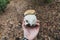 Selective focus shot of a very large, mutated Gemmed Amanita mushroom