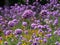 Selective focus shot of violet Common verbena flowers