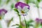 Selective focus shot of a violet flower in a garden. aesthetic wallpaper, beautiful picture