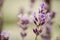 Selective focus shot of violet Lavanda flower