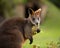 Selective focus shot of a wallaby