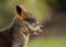 Selective focus shot of a wallaby