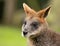 Selective focus shot of a wallaby