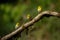 Selective focus shot of Warbling white-eye bird perched on a wood
