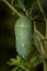 Selective focus shot of water drops on monarch butterfly chrysalis