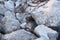 Selective focus shot of a weasel hiding behind big rocks