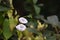 Selective focus shot of white Calystegia flowers and green leaves on branches