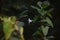 Selective focus shot of white Calystegia flowers and green leaves on branches