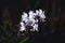 Selective focus shot of white Dendrobium kingianum flowers in the garden