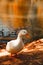 Selective focus shot of a white duck standing at the lakeshore with confused eyes