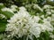 Selective focus shot of the white flowers of a Chinese fringe tree