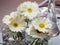 Selective focus shot of white gerbera flowers in transparent vases