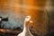 Selective focus shot of a white goose standing at the lakeshore with confused eyes