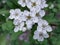 Selective focus shot of white Hawthorn Inflorescence flowers on tree branch