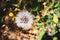 Selective focus shot of a white little dandelion