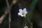 Selective focus shot of white Oxalis pes-caprae