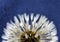 Selective focus shot of the white petals of a dandelion on a blue background