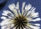 Selective focus shot of the white petals of a dandelion on a blue background