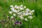 Selective focus shot of white and purple aquilegia vulgaris flowers