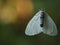 Selective focus shot of a White-satin moth in a garden captured in Japan