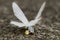 Selective focus shot of a white-satin moth on the ground captured in Japan