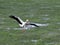 Selective focus shot of a white stork landing on grassland