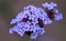 Selective focus shot of white verbena flower