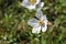 Selective focus shot of white wood anemone flowers, as a first sign of spring in the forest