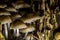 Selective focus shot of wild fungi growing on the tree trunk