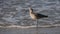Selective focus shot of a willet standing in the water on a shore