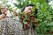 Selective focus shot of a woman picking redcurrant in garden