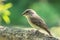 Selective focus shot of a woodpecker finch sitting on a branch