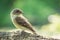 Selective focus shot of a woodpecker finch sitting on a branch