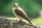 Selective focus shot of a woodpecker finch sitting on a branch