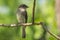 Selective focus shot of a woodpecker finch sitting on a branch