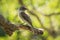 Selective focus shot of a woodpecker finch sitting on a branch